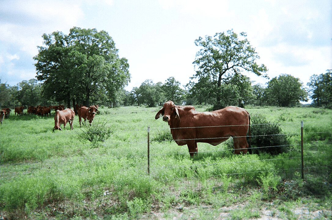 Brahman