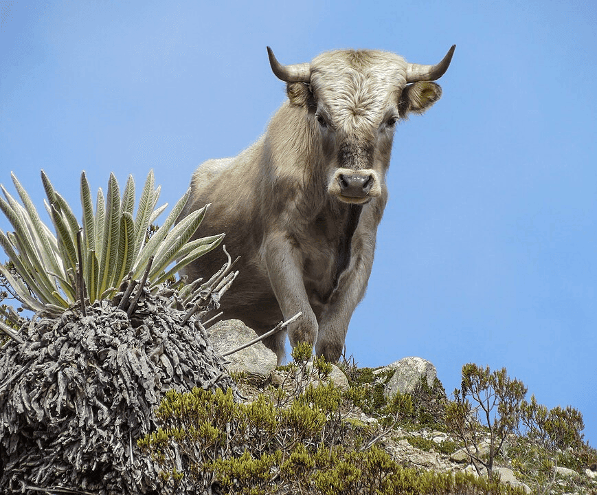 Charolais