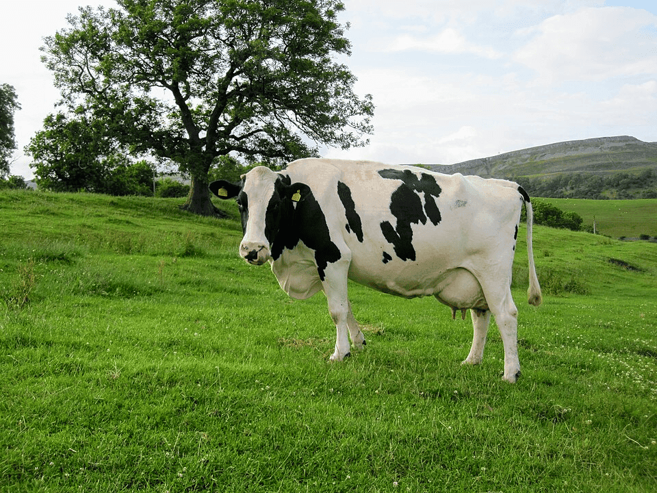 Holstein Friesian