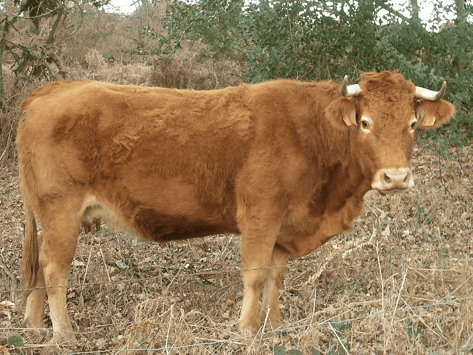 Limousin