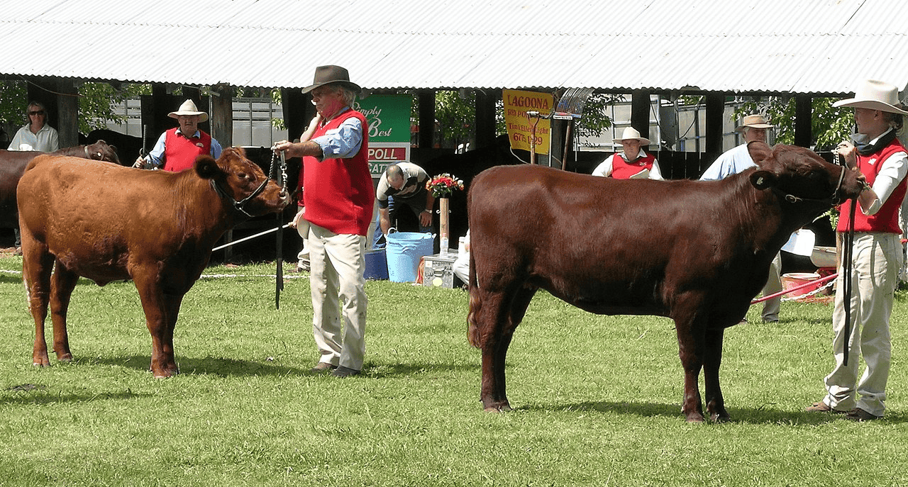 Red Poll