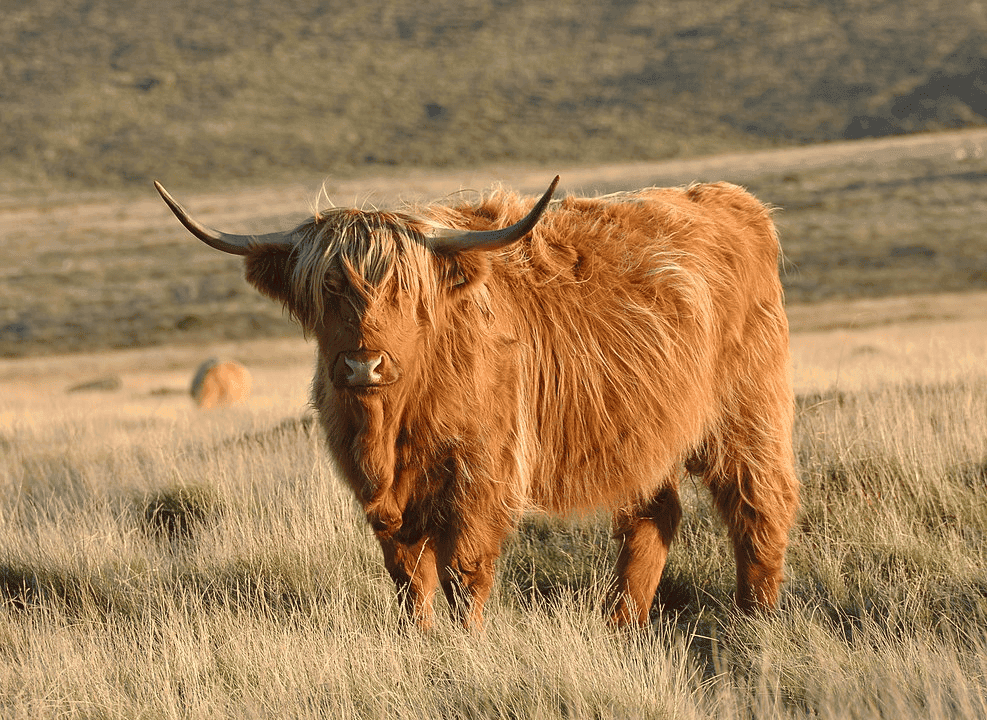 Scottish Highland