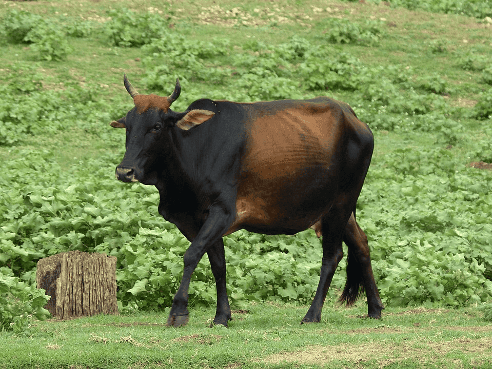 Zebu